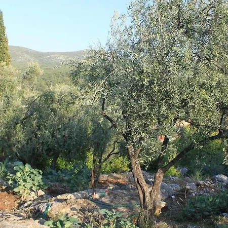 Appartement Iva Molunat